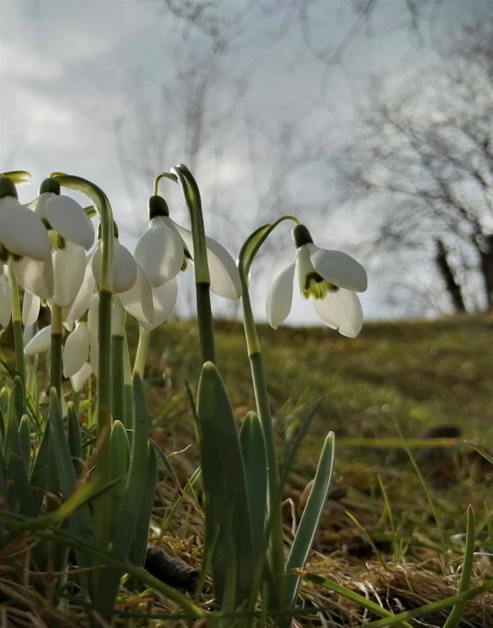 Greenhill Brašov Exteriér fotografie